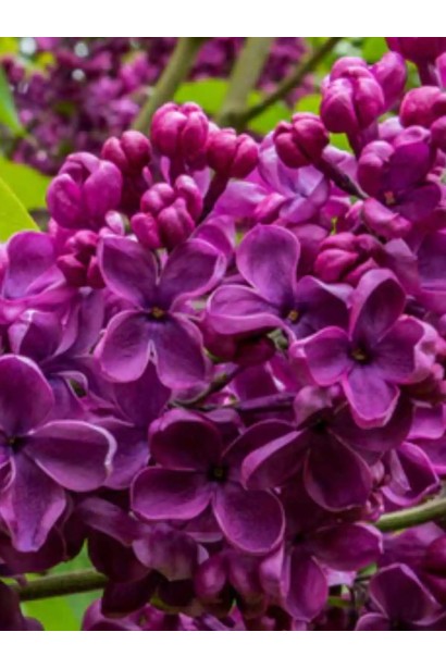 Syringa Аndenken an Ludwig Späth догляд